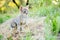 Kitten motionless on the soil blurry of countryside observes a small prey ready and alert