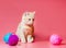 kitten with multi-colored balls of woolen threads on a pink background