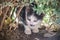 kitten observing Behind a bush