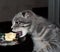 The kitten opened its mouth to eat a cake