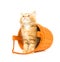 Kitten in an orange barrel