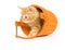 Kitten in an orange barrel