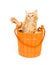 Kitten in an orange barrel