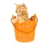 Kitten in an orange barrel