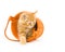 Kitten in an orange barrel (one in a series)