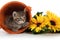 Kitten in orange bucket with fall leaves