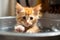 Kitten orange washing paw. Generate Ai