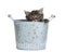 Kitten peaking out of a metal garden bucket