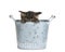 Kitten peaking over side of a metal garden pail, isolated