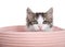 Kitten peaking of of a pink basket, isolated