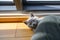 Kitten peeking, Blue British Shorthair cat hiding behind cat toys and peeking, Cat playing hide and seek in the room