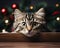 Kitten peeking out in Christmas scene.