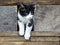 Kitten peeking out of a wooden window garden house shelters