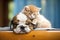 kitten perched on slumbering puppy