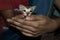 Kitten a pet of house - 10