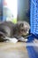 A kitten play alone in the cages