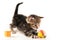 Kitten play with a ball and sewing bobbin