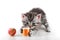 Kitten play with a ball and sewing bobbin