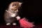 kitten playfully biting feather duster, mischief