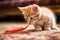 kitten playfully biting feather toy on carpet