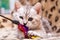 Kitten playing with feather wand, small British kitten gray white color chews cat toy
