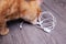Kitten playing with white headphones wire closeup