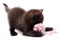 Kitten playing with a wool ball