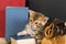 Kitten plays on a table surrounded by books