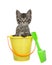 Kitten popping out of a beach bucket with shovel, isolated