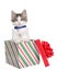 Kitten popping out of a Christmas present, isolated