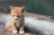 Kitten portrait orange-red, small cat cute on the wooden