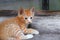 kitten portrait orange-red, small cat cute on the wooden.