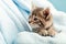 Kitten portrait with paws. Ccute tabby kitten in blue plaid looks sideways. Newborn kitten Baby cat Kid domestic animal. Home pet