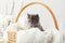 Kitten portrat. Cute gray kitten sitting in basket on white plaid as gift. Newborn kitten Baby cat Kid domestic animal. Home pet.