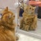 Kitten pose in front of the mirror after showering