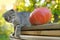 Kitten and pumpkin. Autumn mood. Scottish fold tabby kitten and hokkaido pumpkin in autumn garden in sunbeams.Pets