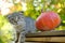 Kitten and pumpkin. Autumn mood. Scottish fold tabby kitten and hokkaido pumpkin in autumn garden in sunbeams.Pets