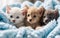 Kitten puppies nestled in a colorful fluffy blanket