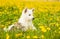 Kitten and puppy lying together on a dandelion field