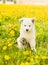 Kitten and puppy sitting together on a dandelion field