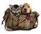 Kitten and puppy travel in a bag