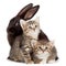 Kitten and Rabbit