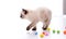 Kitten Ragdoll playing with toys