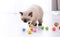 Kitten Ragdoll playing with toys