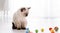 Kitten Ragdoll playing with toys