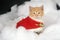 Kitten in red holiday vest