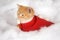 Kitten in red holiday vest