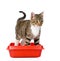 Kitten in red plastic litter cat. on white background