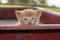 Kitten in red wagon