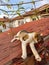 Kitten rests on a brick roof, enjoys the sun. Street Cat Enjoys people`s attention.